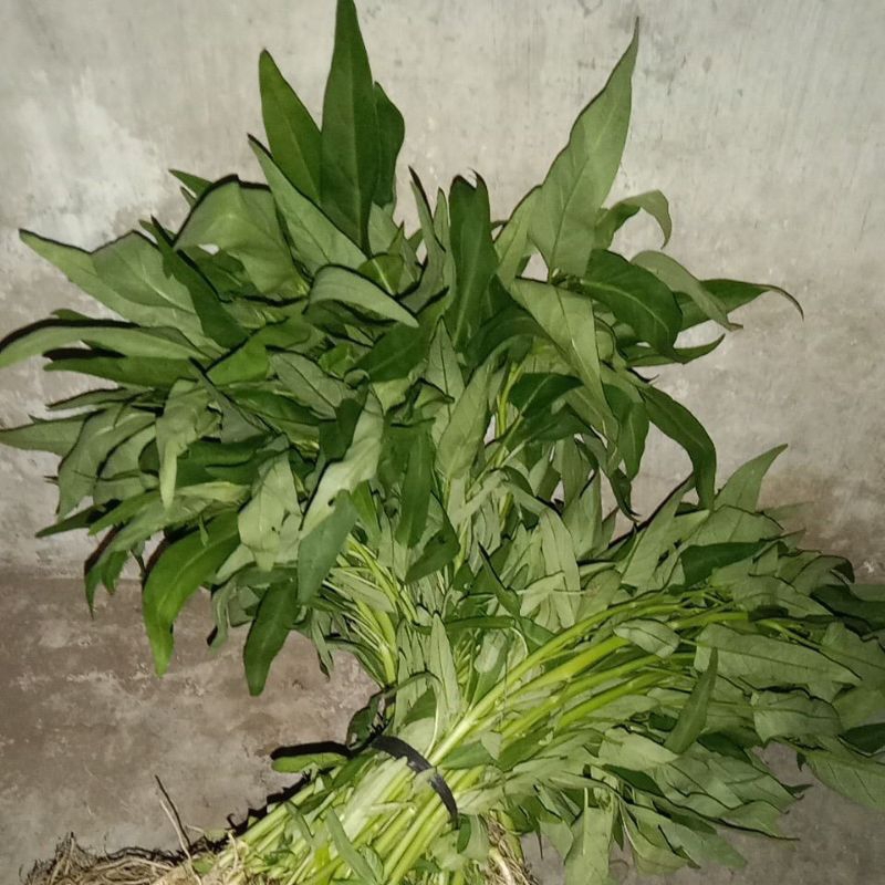 

Sayur Kangkung / Per ikat