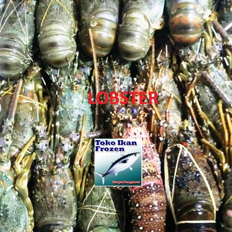 

LOBSTER Laut / Udang Lobster / Frozen Fresh / 1 kg