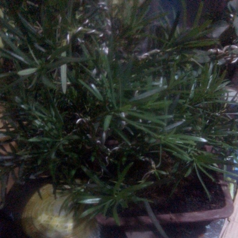 bonsai lohansung