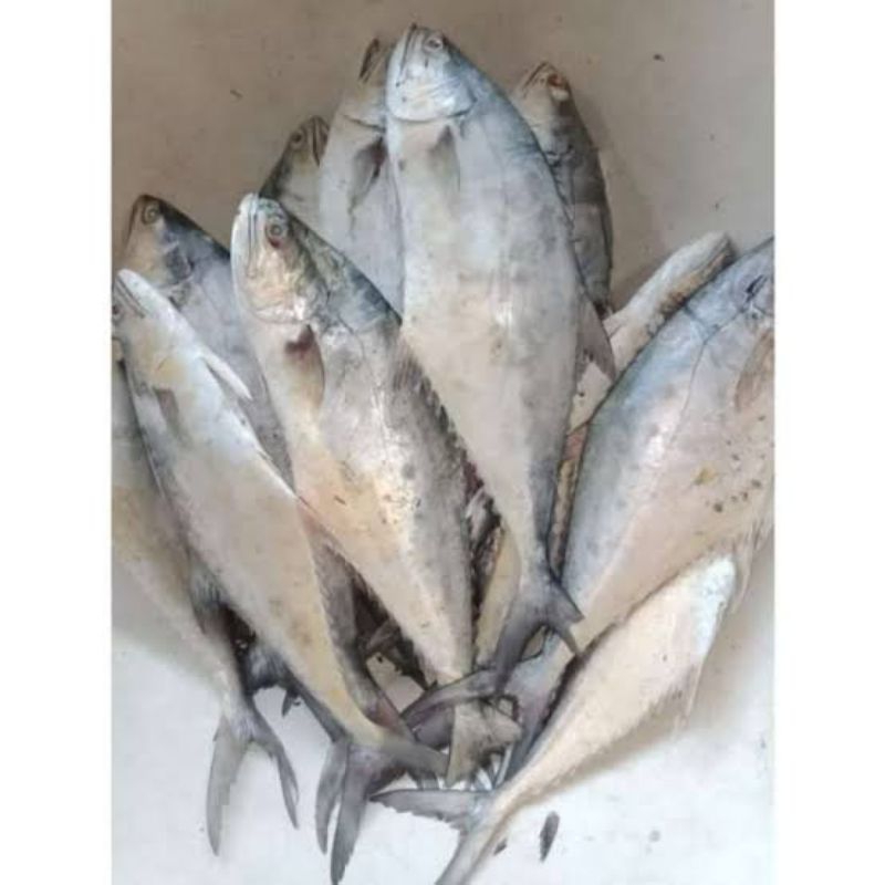 

ikan Talang Talang Fresh Segar - 1 Kilogram