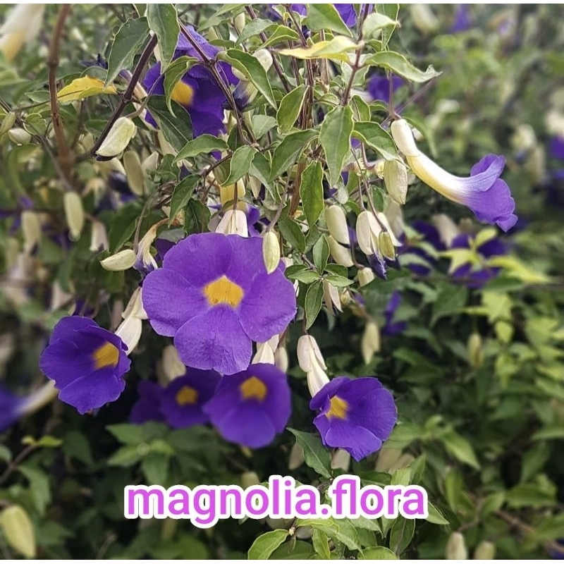 Thunbergia erecta / thumbergia ungu tidak merambat bibit tanaman hias bunga