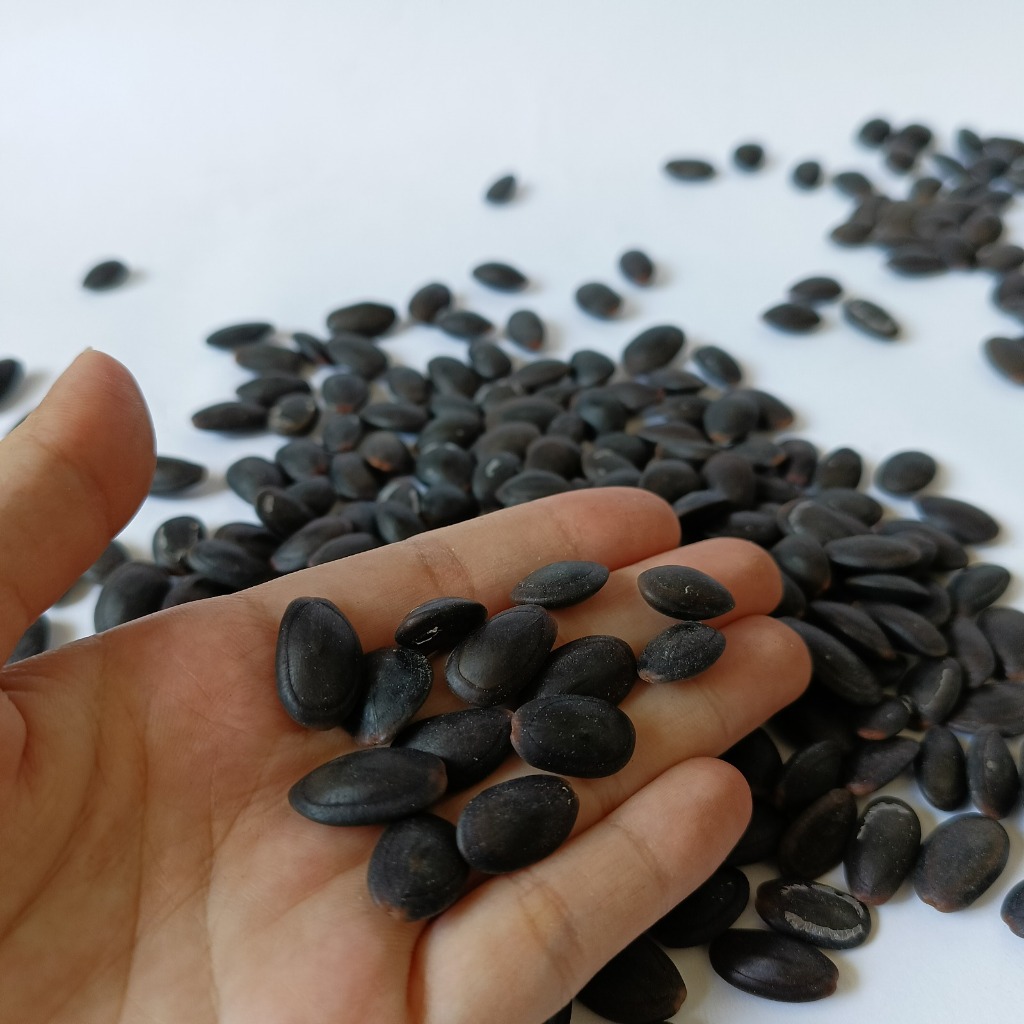

Grosir 10Kg Biji Kedawung Kualitas Super - Premium Original