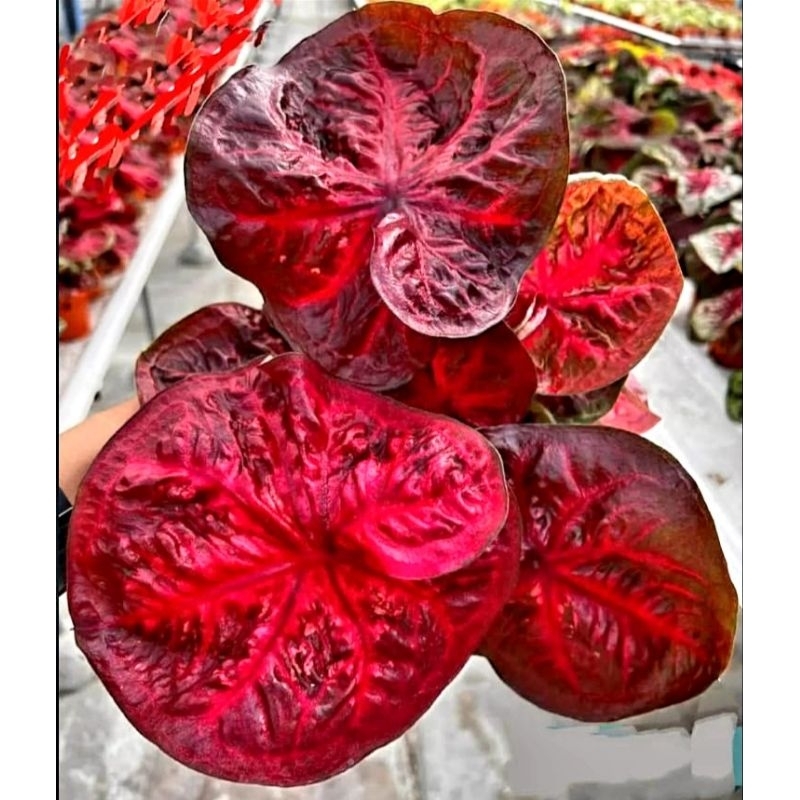 Caladium Asmara 1-3 Daun Tanaman Keladi Hias Murah Impor Thailand Import BUKAN bonggol bibit/ Tanama
