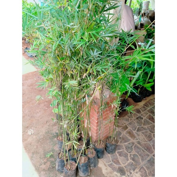 Bibit Tanaman Bambu Hias Jepang - Bambu Penghias Taman | Pagar