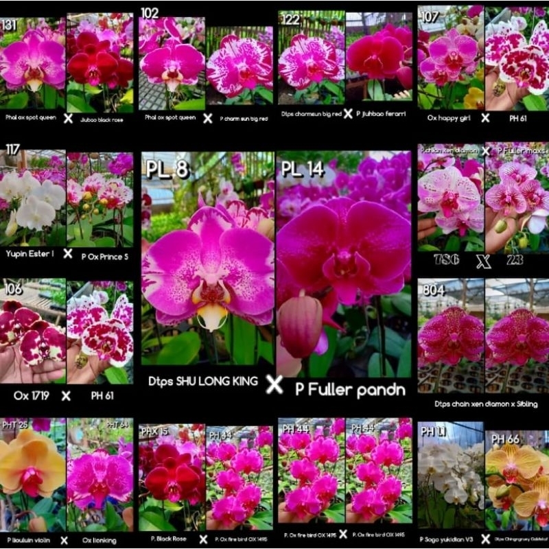 Angbul Dewasa gemoy sepaket isi 2