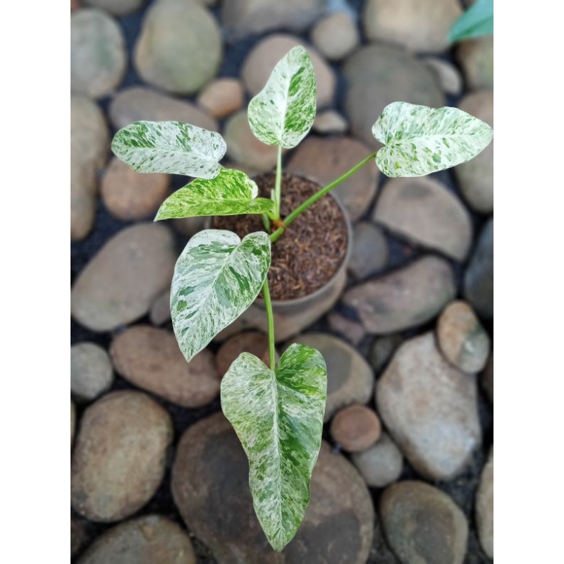 marbel varigata mewah