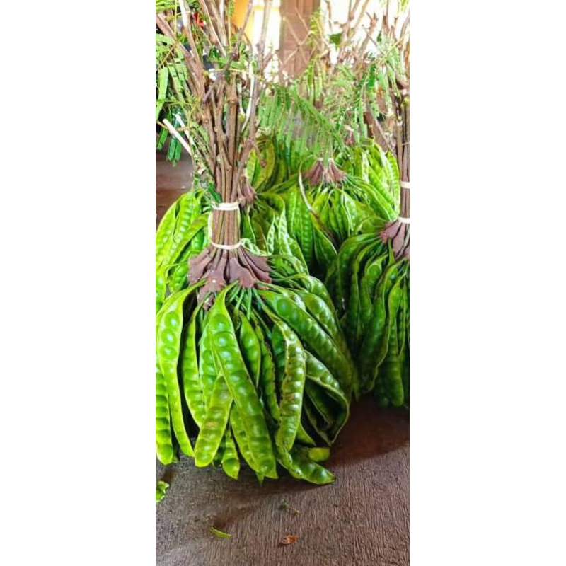 

Pete Super murah 2500 per lonjor