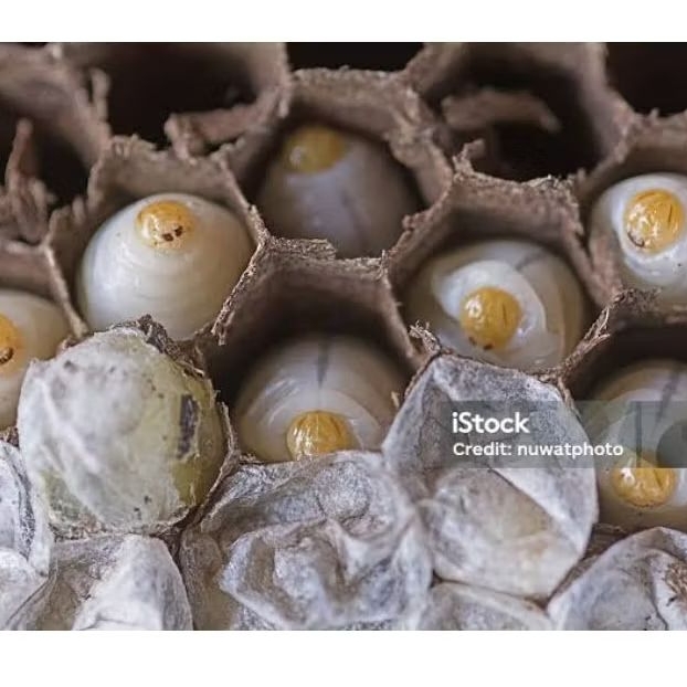 larva tawon tanah / tiuwan suuk umpan mancing juga bisa di konsumsi