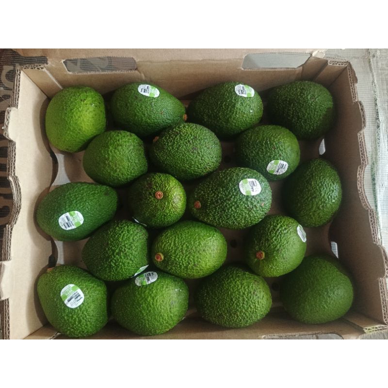 

Alpukat Premium Import Australia | Premium Avocado New Zealand 1box