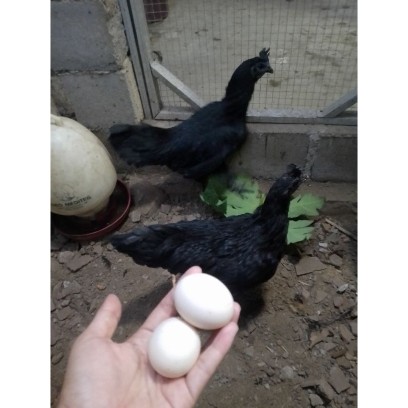 

Telur Tembean Cemani
