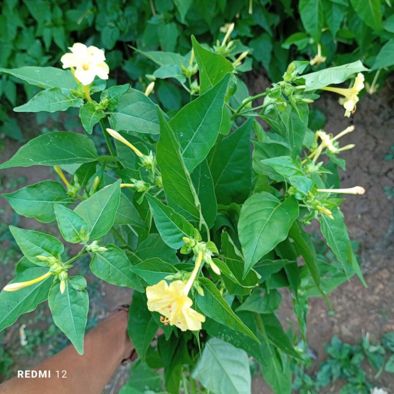

Daun pukul empat segar 1 kg
