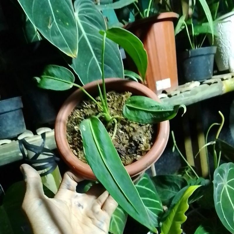 Tanaman Hias Anthurium Waroqeanum Lidah Gajah