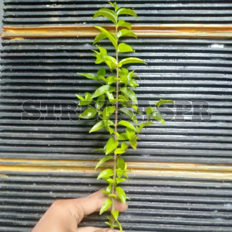 Bahan stek anting putri batang muda per 15 batang + bonus.anting putri murah