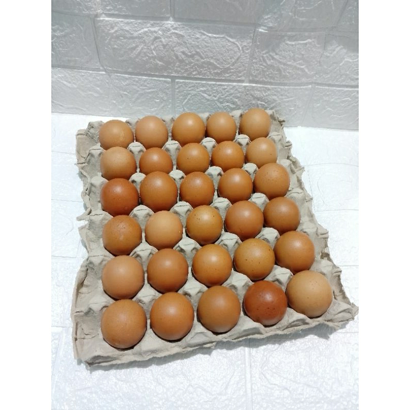 

Telur ayam negeri isi 30 butir sekitar 1,9 kg kulit lebih tebal /kirim instan