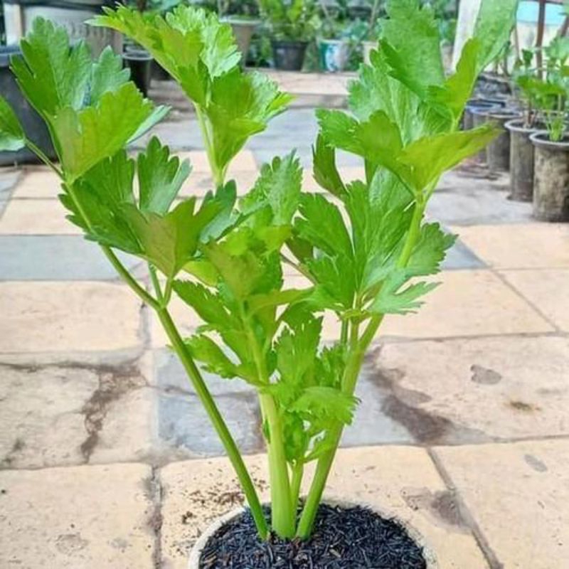 bibit seledri jumbo