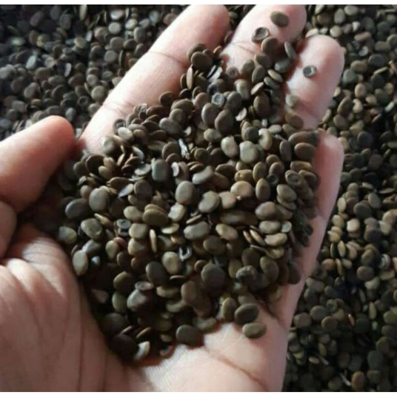 BENIH SENGON MERAH 1KG / BIJI SENGON MERAH  / BENIH SENGON MERAH GREAD A