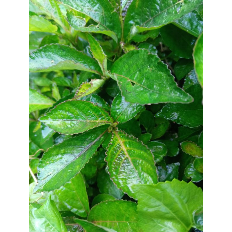 

Daun keji beling segar untuk obat herbal per 500 gram