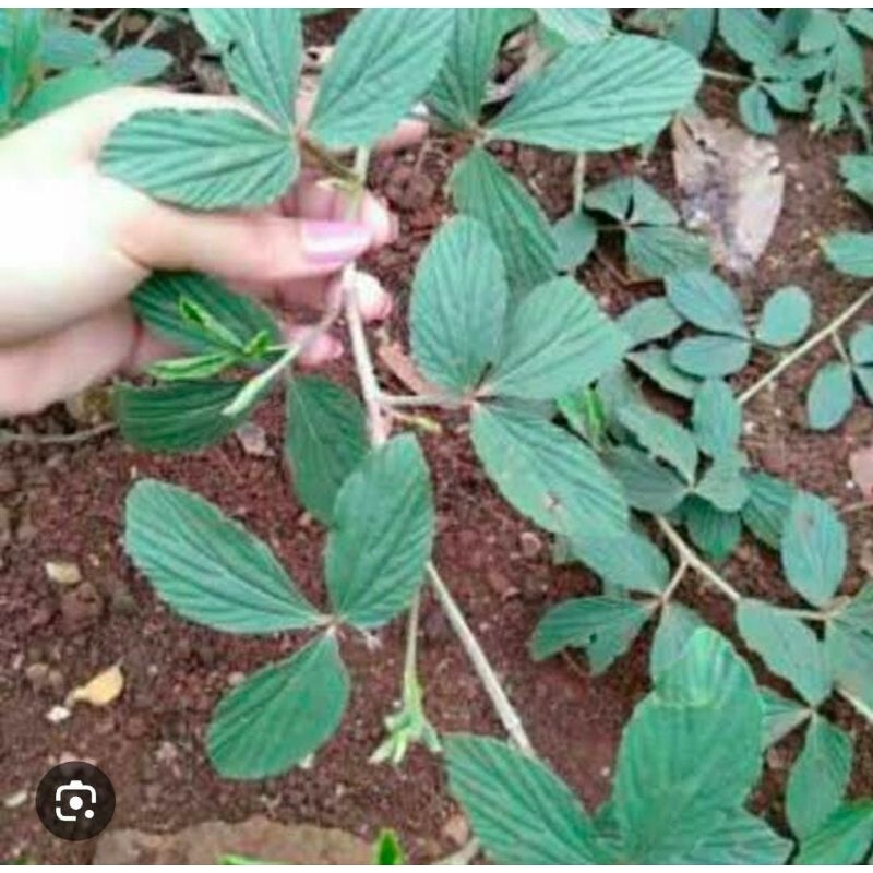 

Daun Opo Opo Segar 250 Gram Acara Adat Obat Herbal Tradisional Termurah