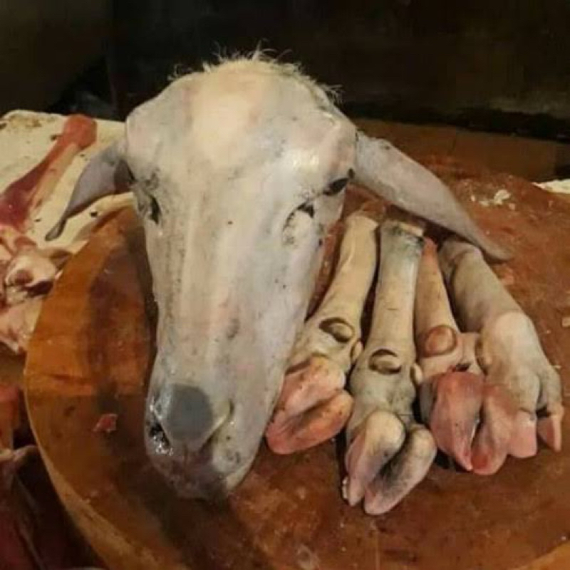 

kepala kambing + 4 kaki