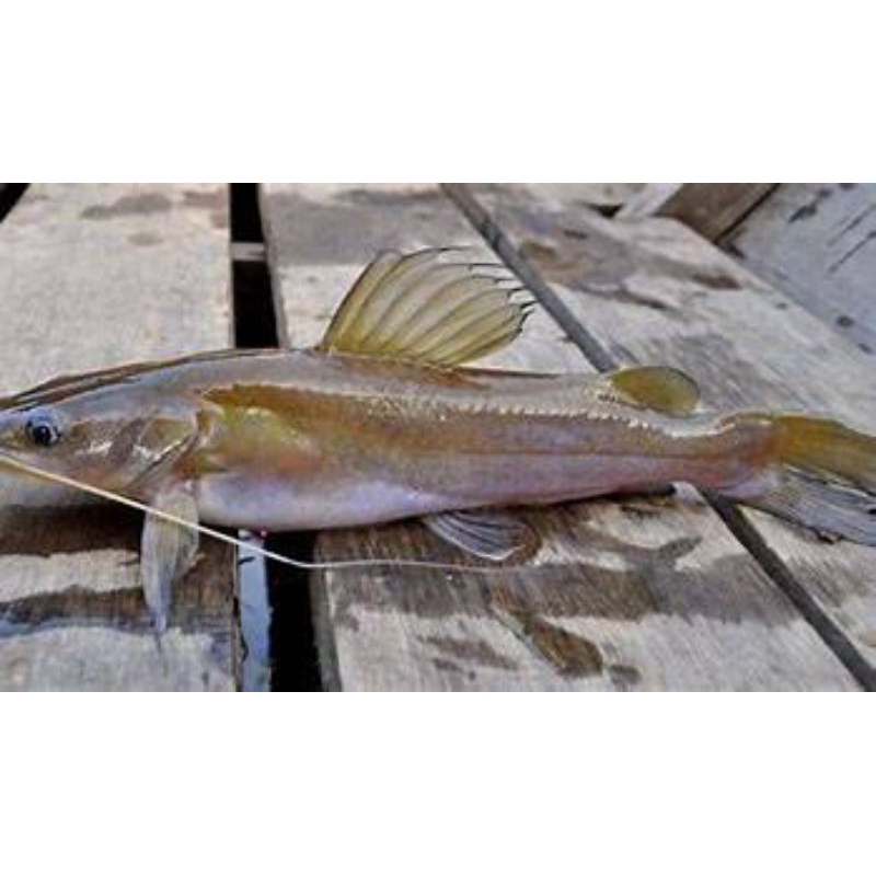 

Ikan Baung Sungai 500Gr - 1 KG