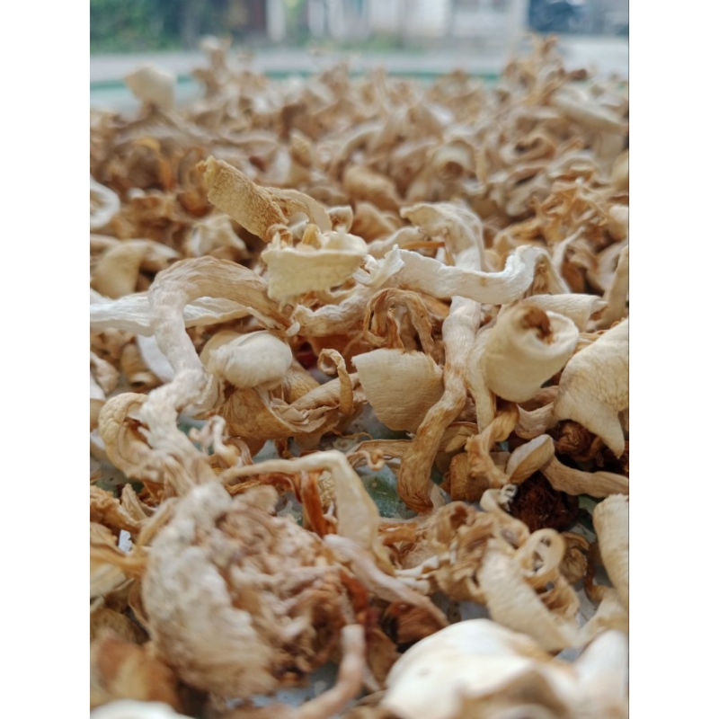 

Jamur tiram kering mushroom murah 100 gram