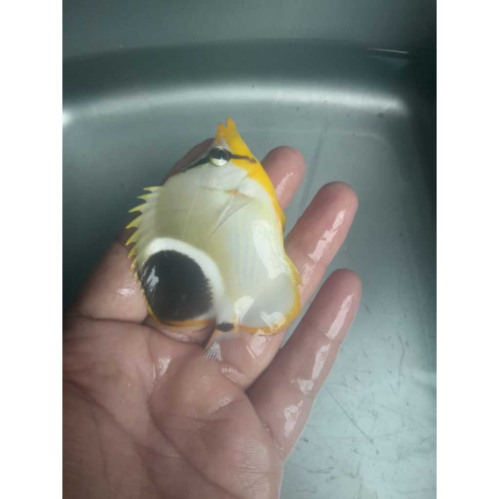 Kepe MONALISA - Saddleback Butterflyfish