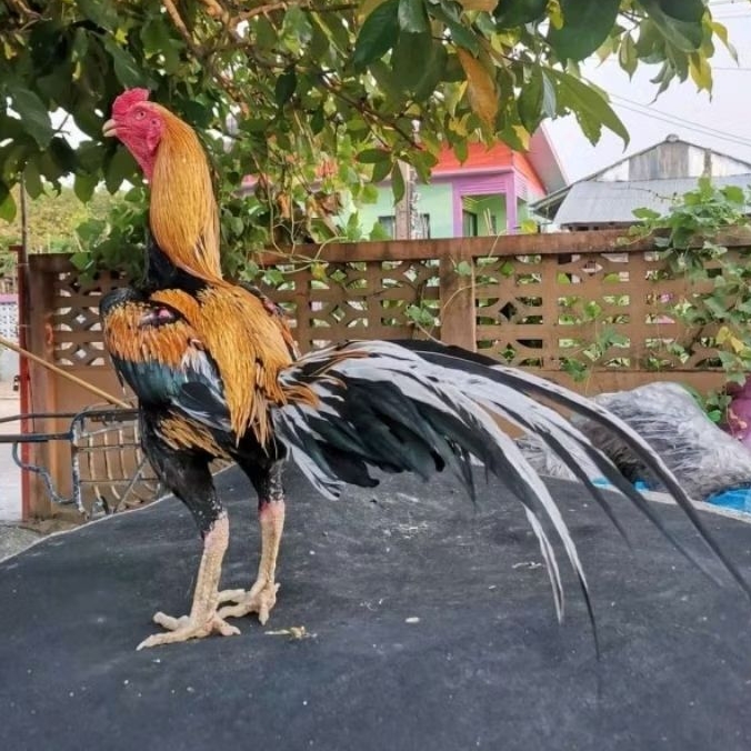 telur ayam Bangkok F1 liring kuning