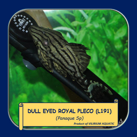 IKAN HIAS AIR TAWAR - DULL EYED ROYAL PLECO / PANAQUE SP PLECO (L191)