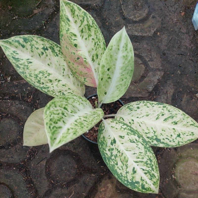 aglonema bigroy white cantik
