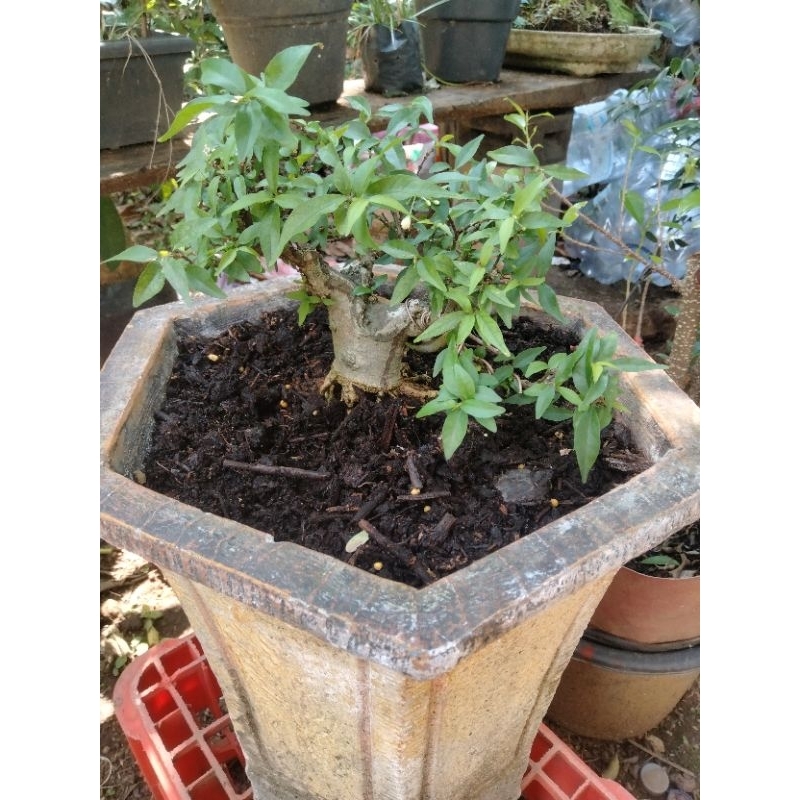 bonsai anting Putri mame