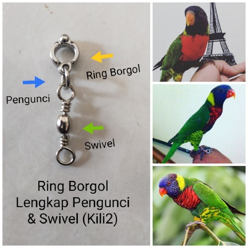 Ring Borgol Burung Nuri Pelangi Lengkap Swivel