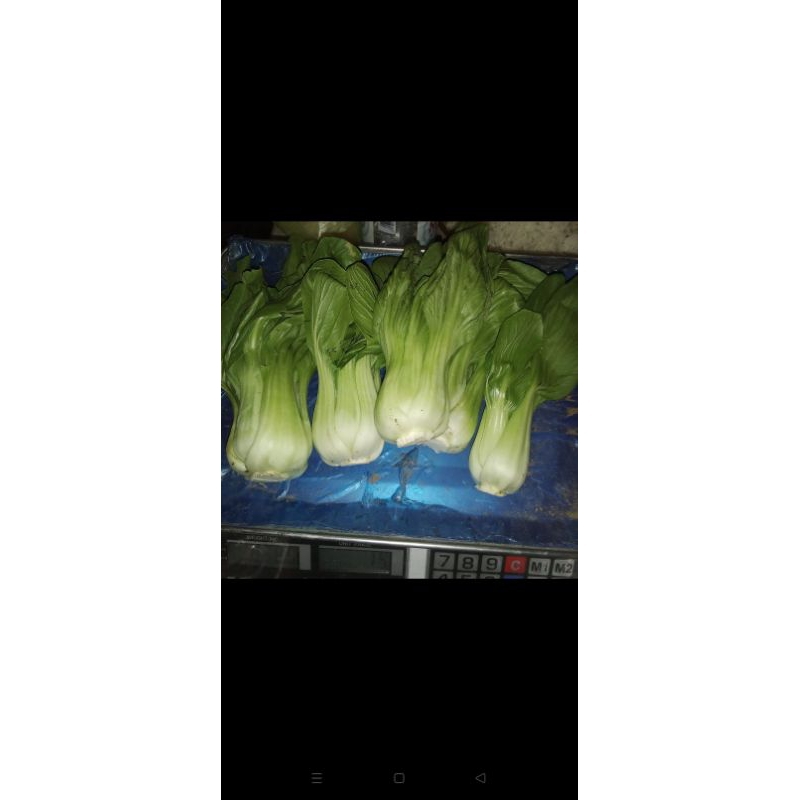 

sayur pakcoy