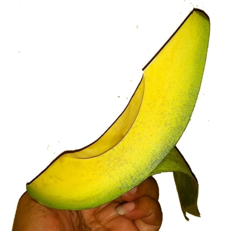 BIBIT ALPUKAT ALIGATOR | TANAMAN BUAH ALPUKAT ALIGATOR