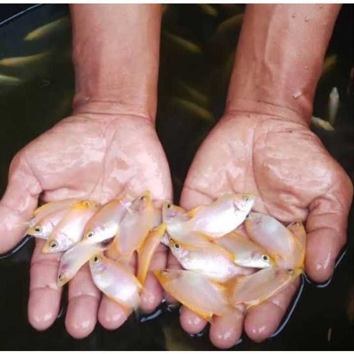 hiasan aqurium gurami padang - aquarium