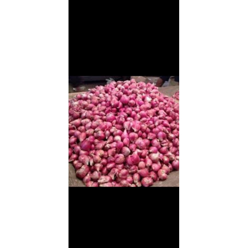 

Bawang merah sayur