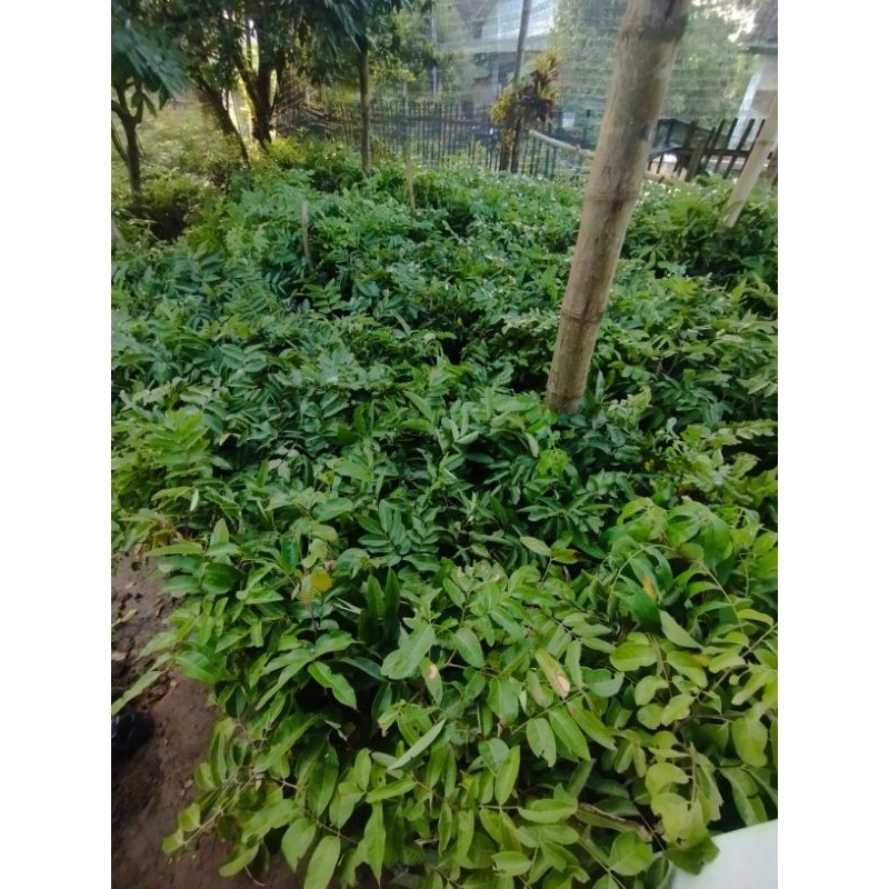 BIBIT KELENGKENG AROMA DURIAN SIAP BERBUNGA