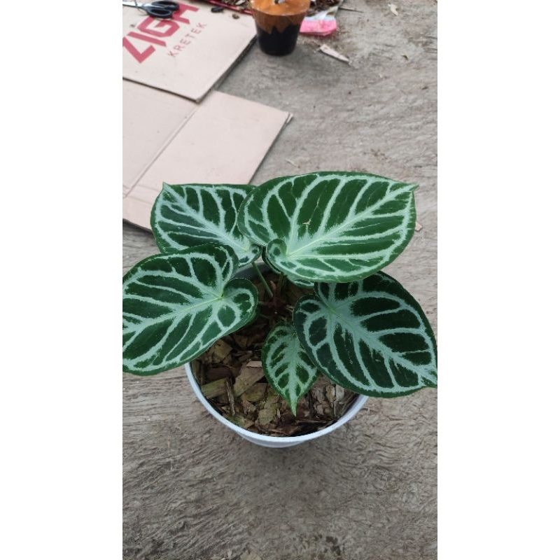 anthurium dorayaki silver