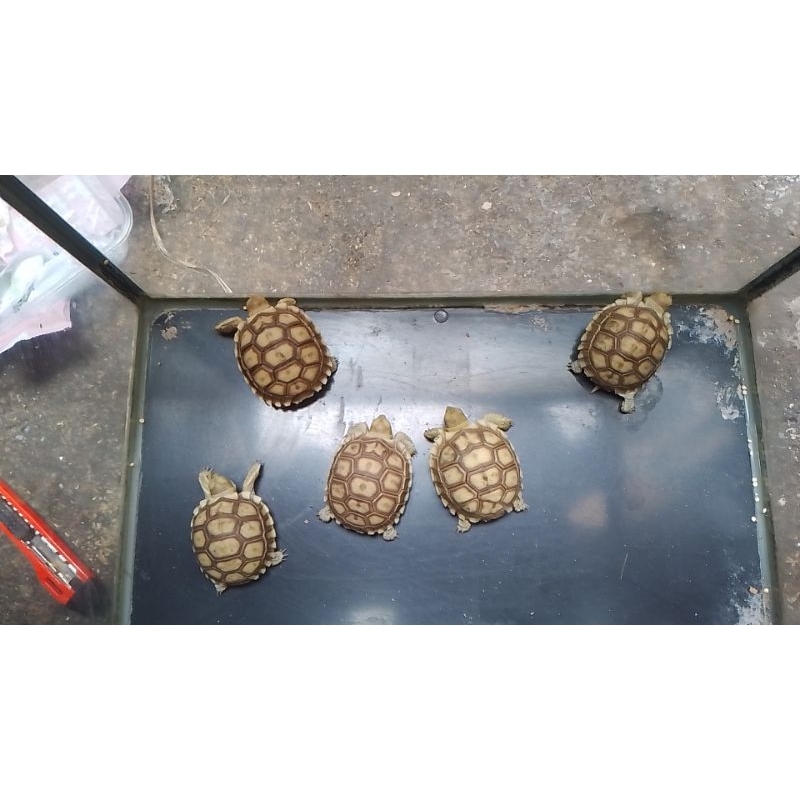 mainan sulcata 5-7cm