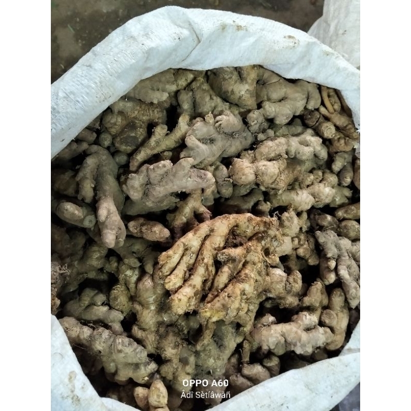 

Jahe Ukuran Sedang