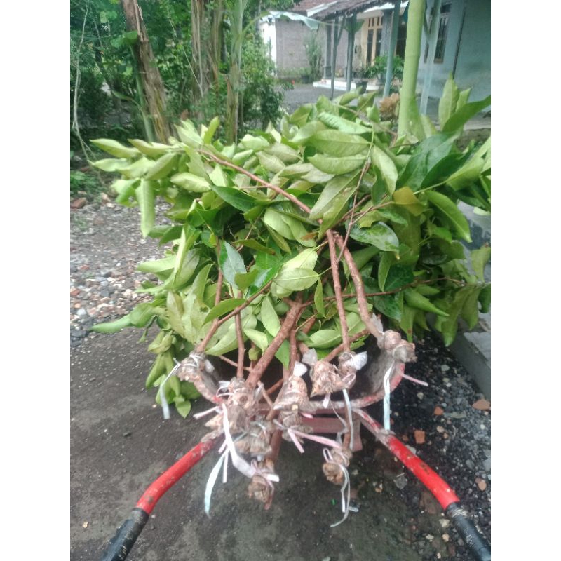 Bibit cangkok jambu air green Giant dan kiojok