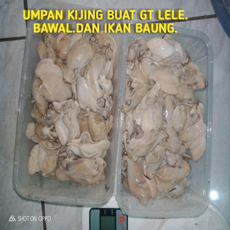 

DAGING KERANG KIJING SUNGAI BERSIH 1 KG