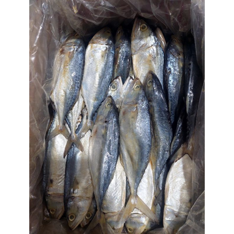 

ikan asin peda gembung kuring tegal kualitas super dan premium