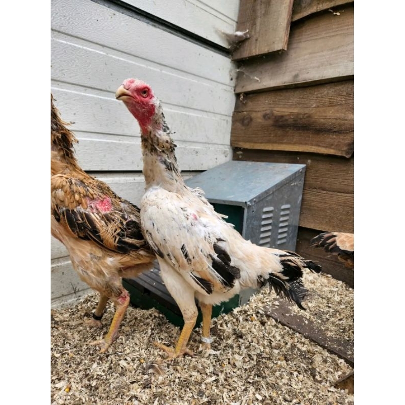 

Telur fertil white shamo terbaru (TERLARIS)