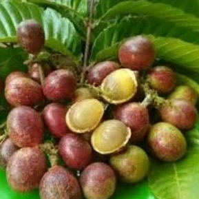 

BUAH MATOA RAMBUTAN PAPUA 3 RASA 500gr