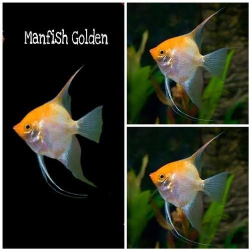 IKAN MANFISH GOLDEN /IKAN HIAS AQUASCAPE/IKAN HIAS/IKAN AIR TAWAR