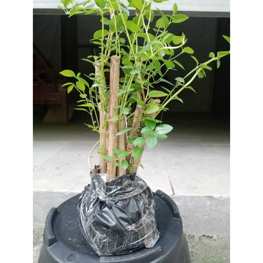tanaman bahan bibit bonsai sancang asli