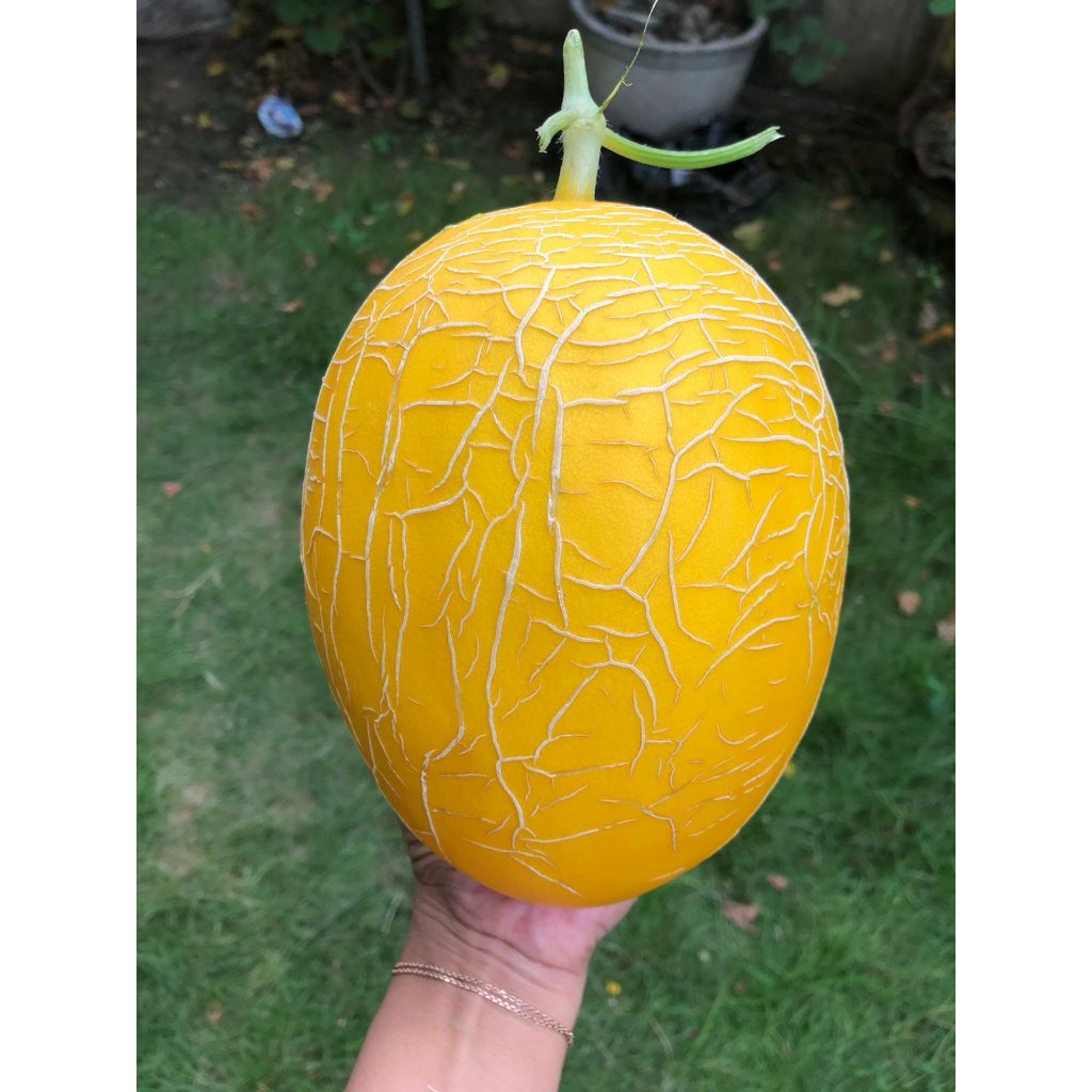 

Melon Lavender Melon Hydroponic Buah Melon Segar