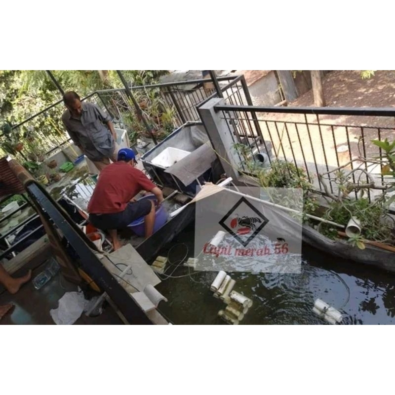 paket kemitraan budidaya lobster air tawar Grade A++