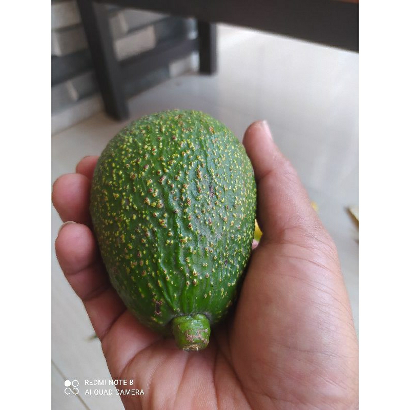 

Alpukat Hass kualitas premium