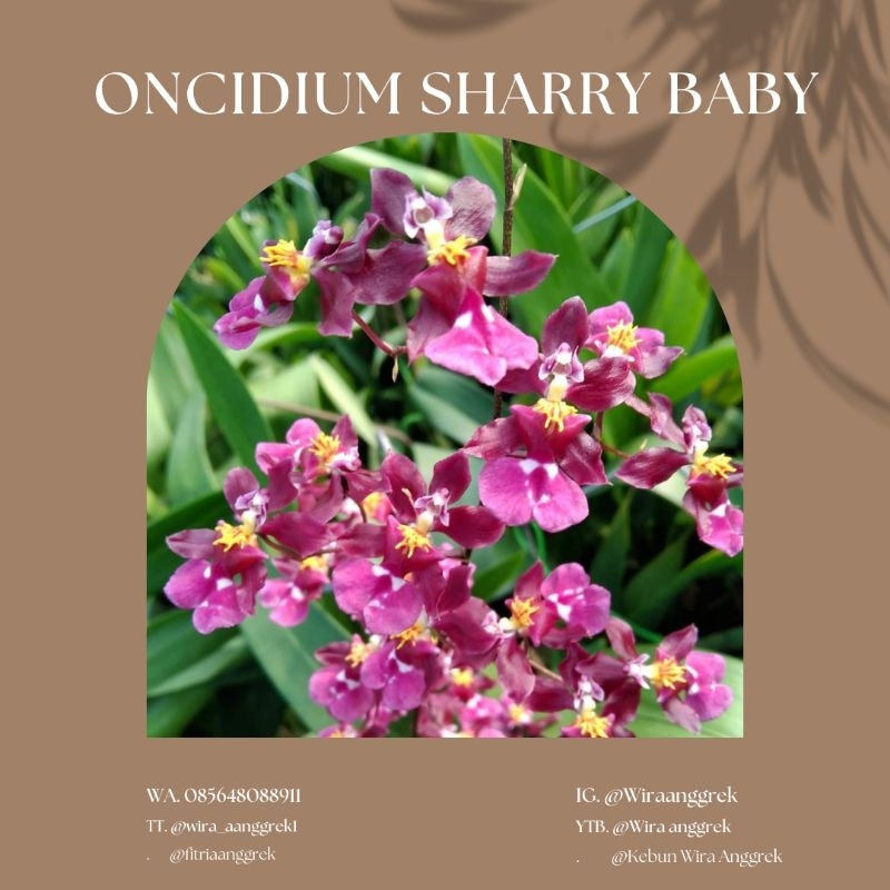 Oncidium Sharry baby